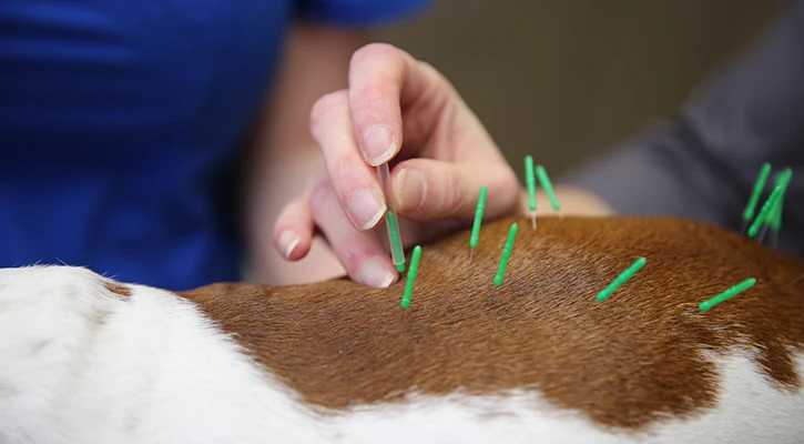 veterinary acupuncture benefits for pets